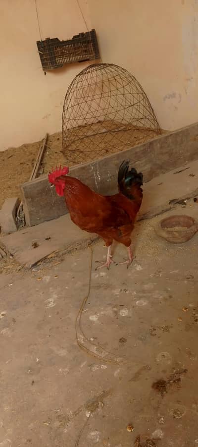 dasi ek murgi or ek murga han