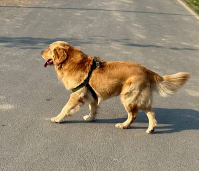 Golden retriever Male Dog available for sale
