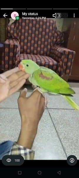 Pure kashmari jamboo size male bacha near to self