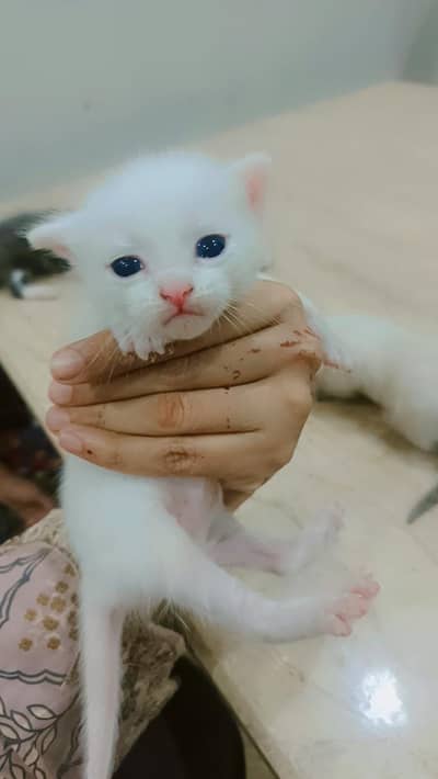 kittens Persian pair