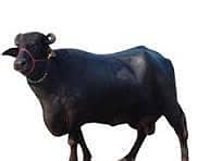 job for buffalo farm