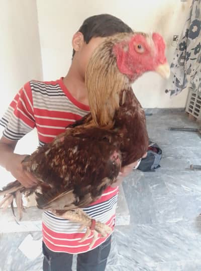 saja aseel patha 8 months