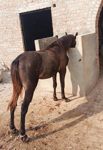 گھوڑے کی عمر تقریبا 2سال ہے