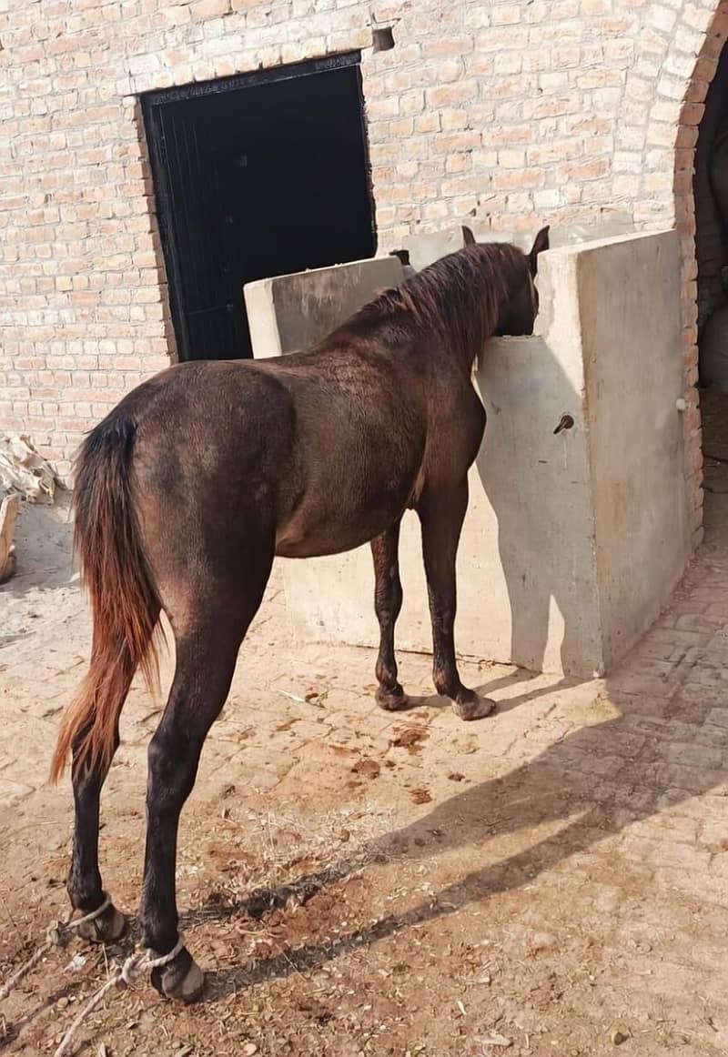 گھوڑے کی عمر تقریبا 2سال ہے 0