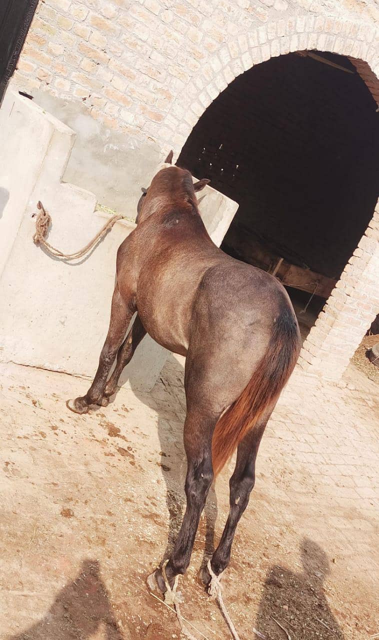 گھوڑے کی عمر تقریبا 2سال ہے 1