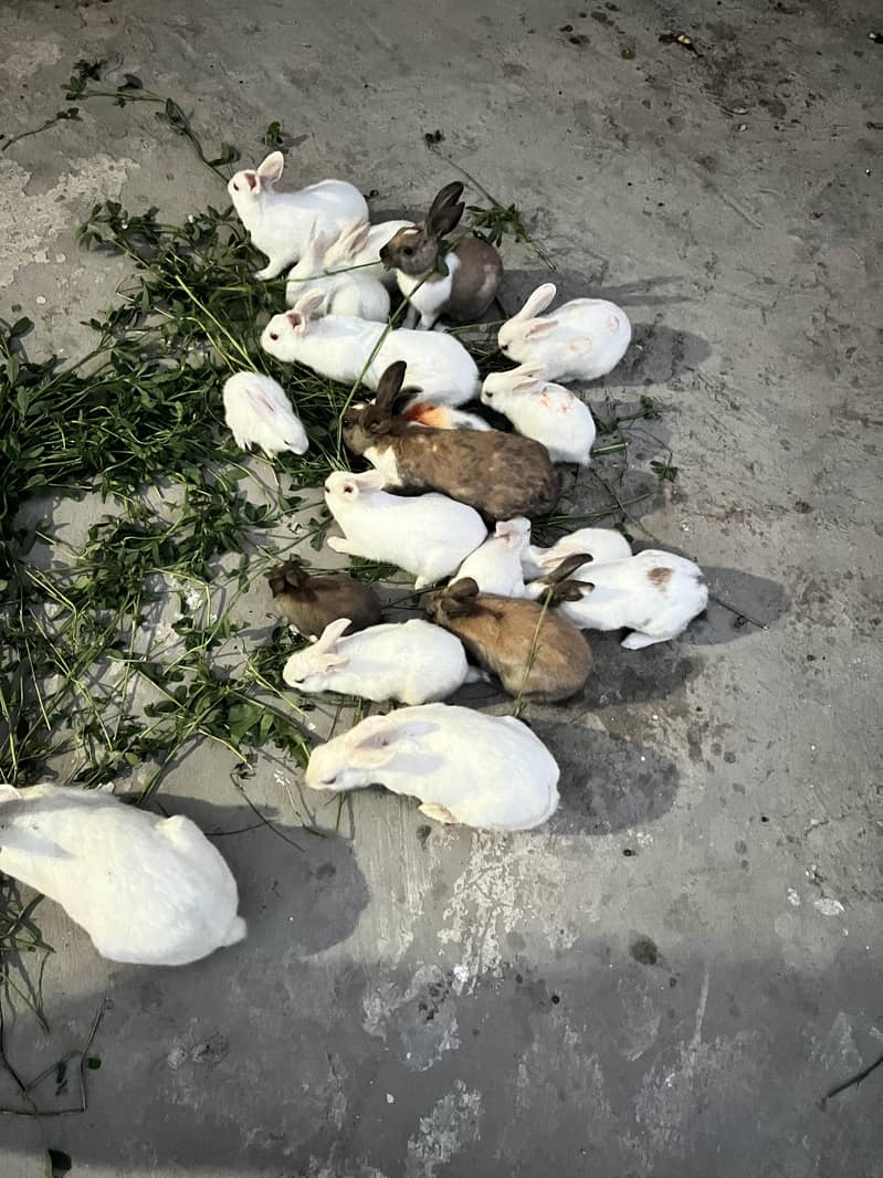 rabbits 1