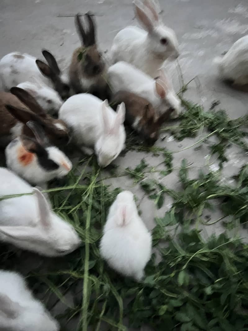rabbits 2