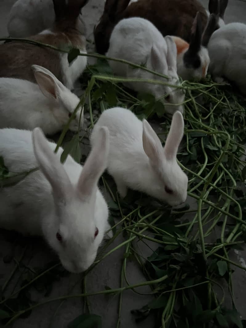 rabbits 4