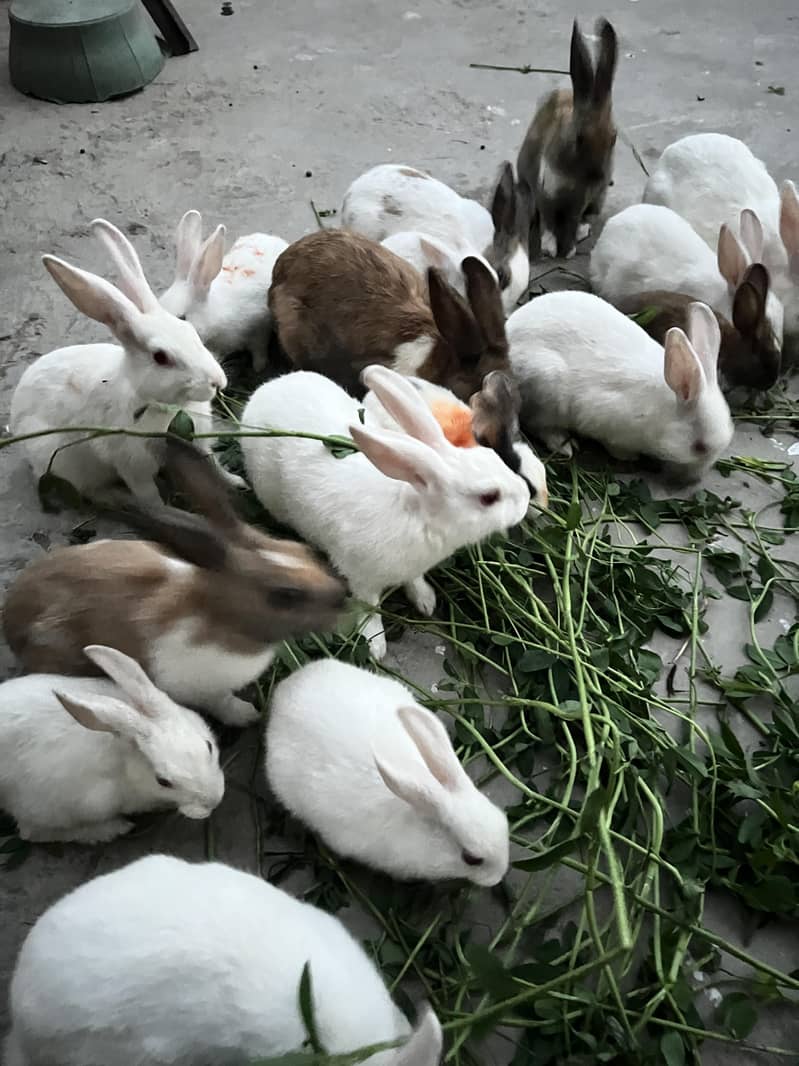 rabbits 5
