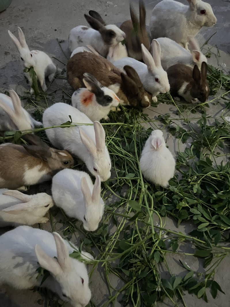 rabbits 6