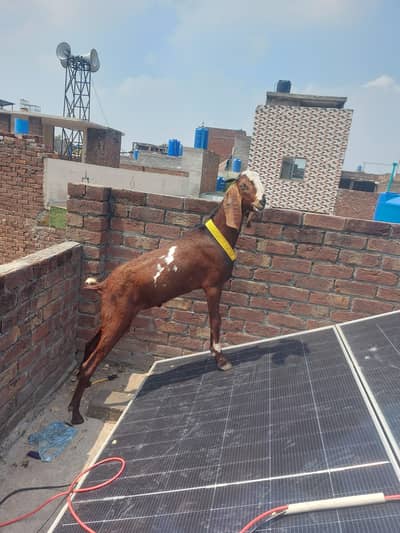 pura quality wali cheaz ha 03224576492