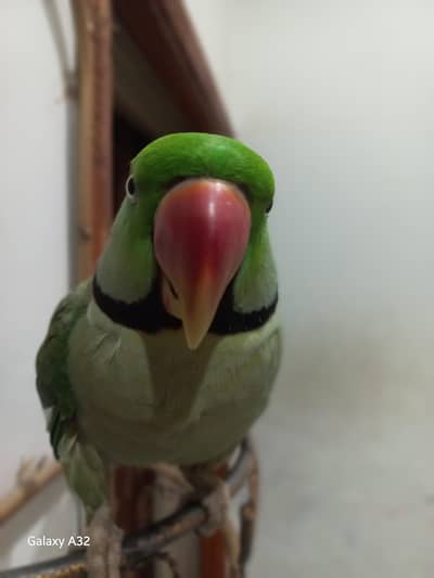 Male Raw parrot for sale