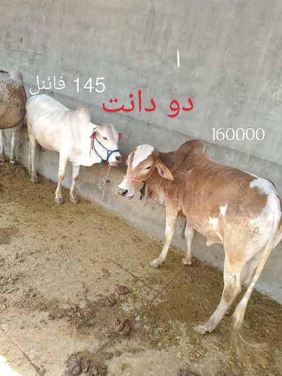 qurbani 2026 ke 2 dant bachry Available