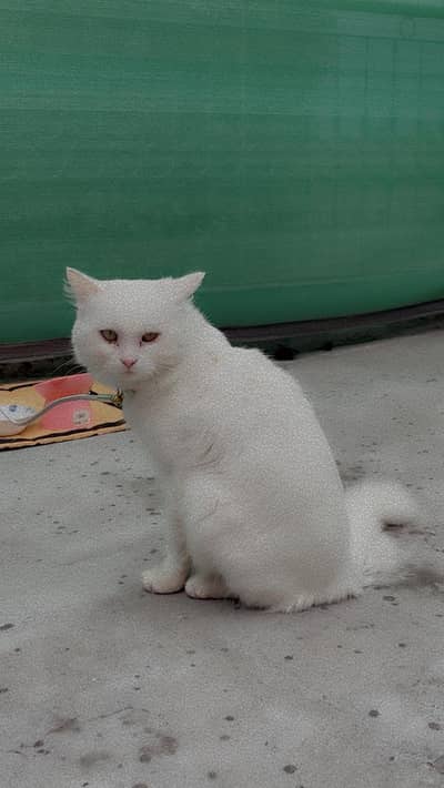 Healthy persian cat Male