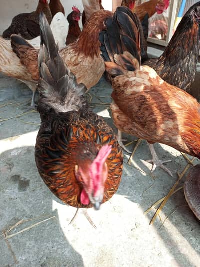 Desi hens | Egg laying hens | misri hens