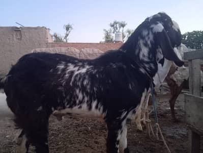 Bakra for sale