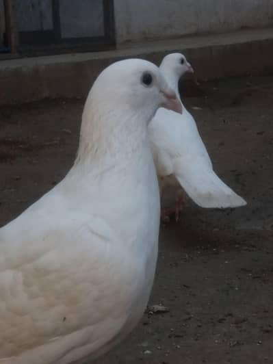 PAPER WHITE BREEDER RASER PAIR, BREEDER GHUBARA MALE, BREEDER LAKHI