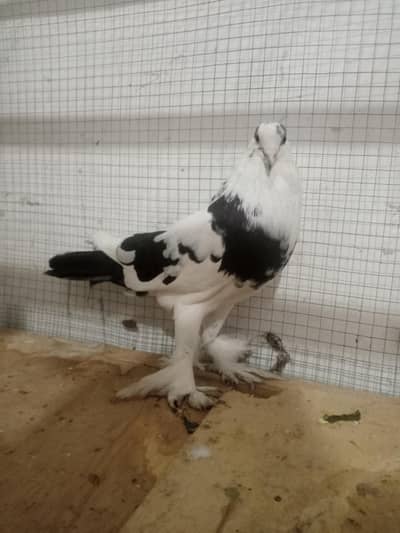 BEAUTIFUL BREEDER PAIR FOR SALE