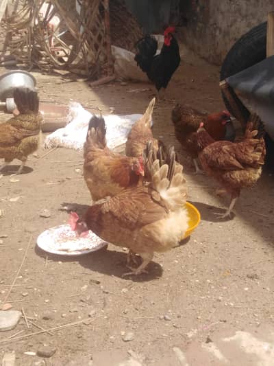 Good and healthy hens