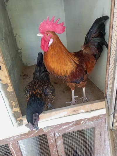 desi misri murgiya murga