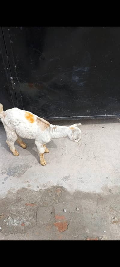 barbari Bakra for sale location Multan