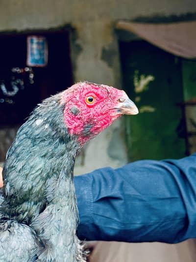 Japanese Shamo or mia wali ka crosss he MashaAllah