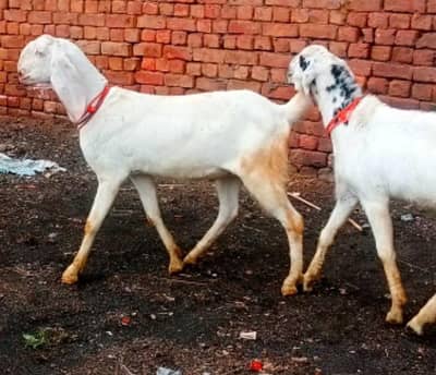 Rajanpuri Desi bakray