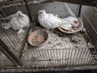 Frill back frillback fancy pigeon kabotar breeder pair chick