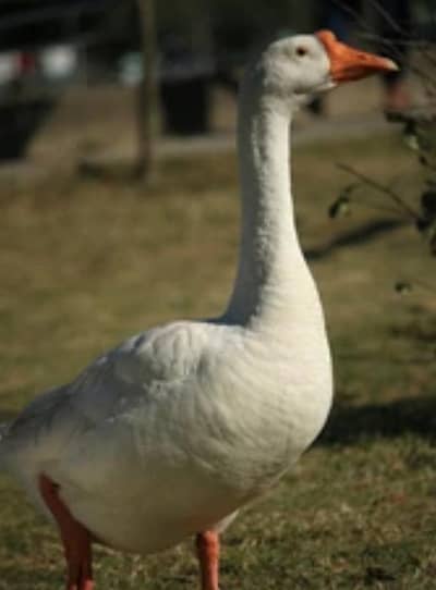 long neck Ducks chicks 1000 per peice Breder pair 5000