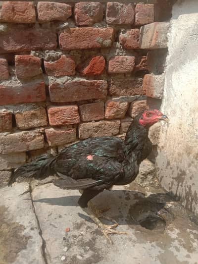 Breed Panis Fiter Male 2 Quality Wala Murga 
