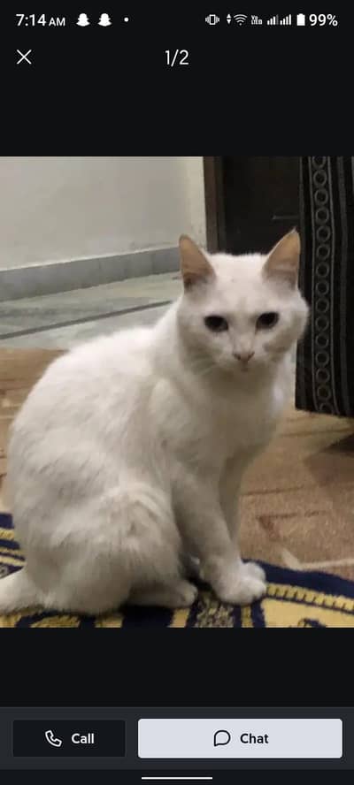 persiin cat for sale