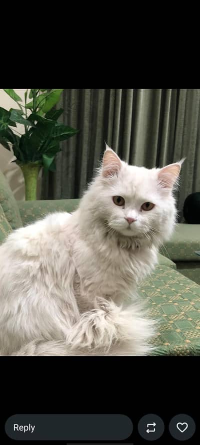 Persian Cat