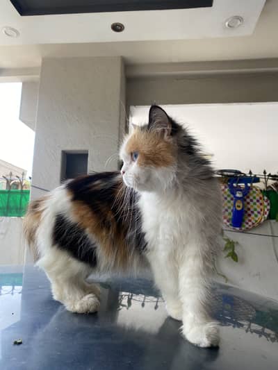 Triple coat persion cat for sale