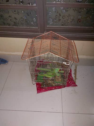 Raw parrot pair for sale male semi tame female tamed