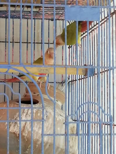 pineapple conure for sale