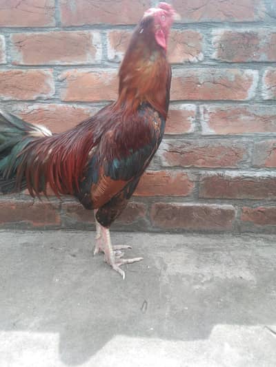 near bord office gujranwala