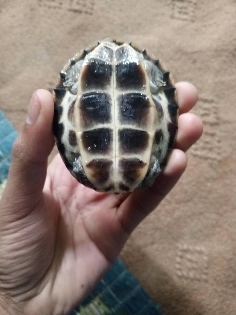 Turtle 2