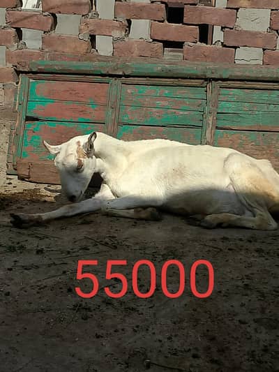 tadi. . barbari. gaban