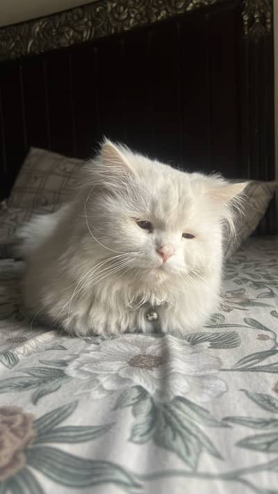 White persian cat Golden eyes triple coat.