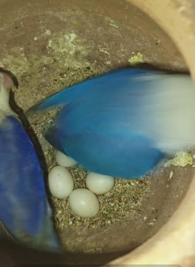 Love bird breader pair with one chick 