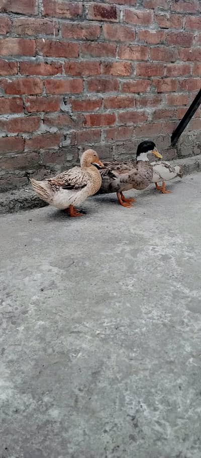 ducks pair