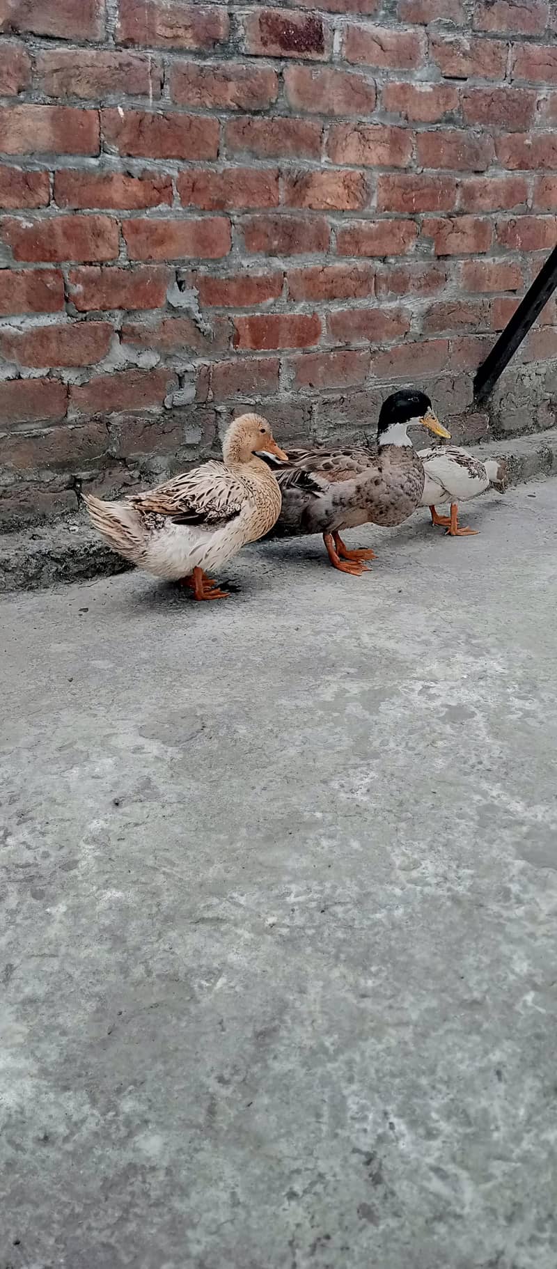 ducks pair 0