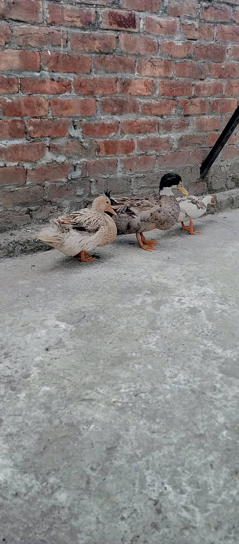 ducks pair 1