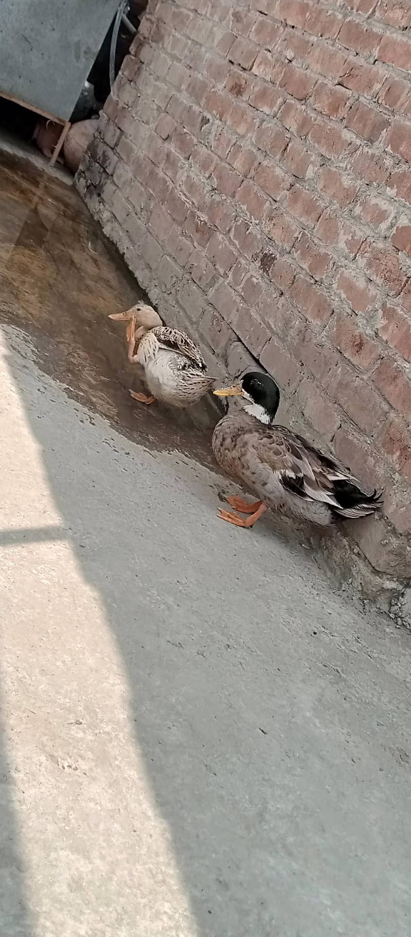 ducks pair 5