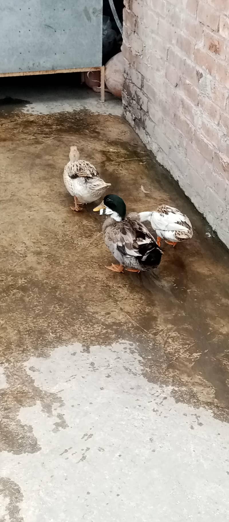 ducks pair 6