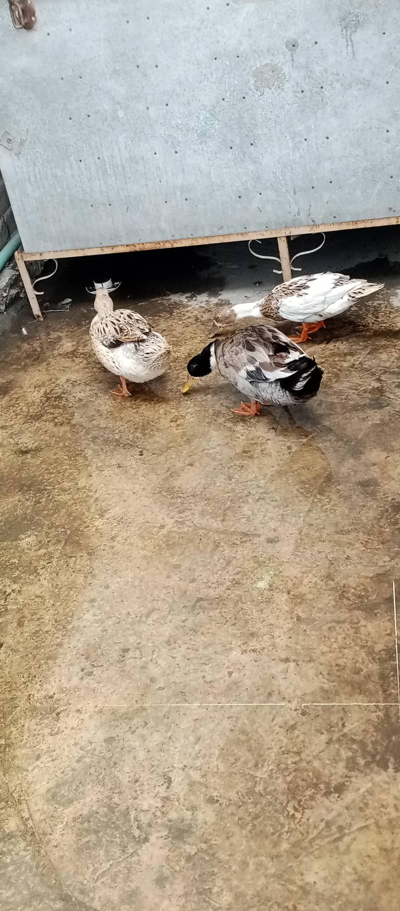 ducks pair 7