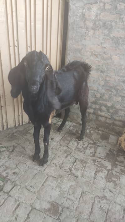 Goats For Sale at affordable prices - Chak 40 Janubi