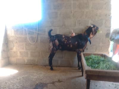 2dant ho Chuka hai 4 ki taraf ja Raha hai Ando bakra haii