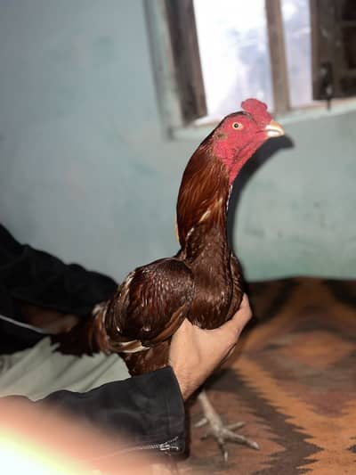 aseel patha healthy and active