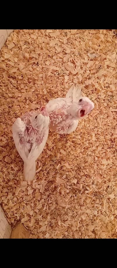 eno chicks pair male female